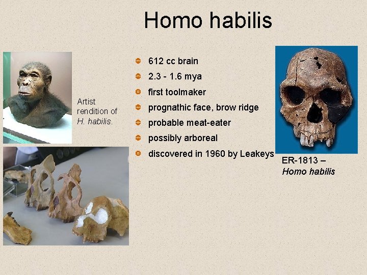Homo habilis 612 cc brain 2. 3 - 1. 6 mya first toolmaker Artist