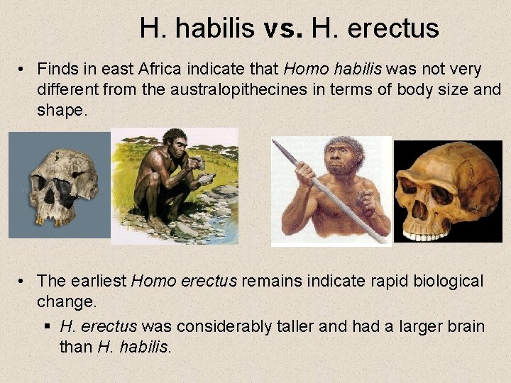 H. habilis vs. H. erectus • Finds in east Africa indicate that Homo habilis
