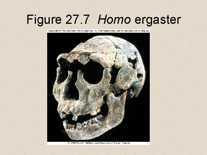 Figure 27. 7 Homo ergaster 