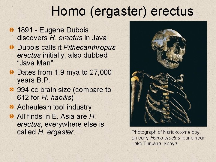 Homo (ergaster) erectus 1891 - Eugene Dubois discovers H. erectus in Java Dubois calls