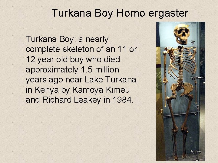 Turkana Boy Homo ergaster Turkana Boy: a nearly complete skeleton of an 11 or