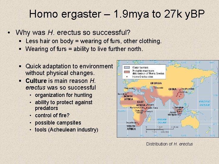 Homo ergaster – 1. 9 mya to 27 k y. BP • Why was