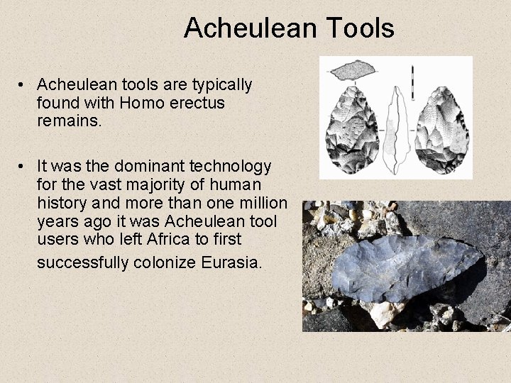 Acheulean Tools • Acheulean tools are typically found with Homo erectus remains. • It