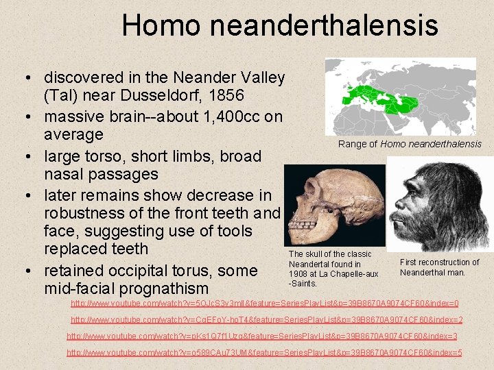 Homo neanderthalensis • discovered in the Neander Valley (Tal) near Dusseldorf, 1856 • massive
