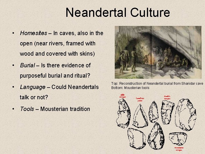 Neandertal Culture • Homesites – In caves, also in the open (near rivers, framed