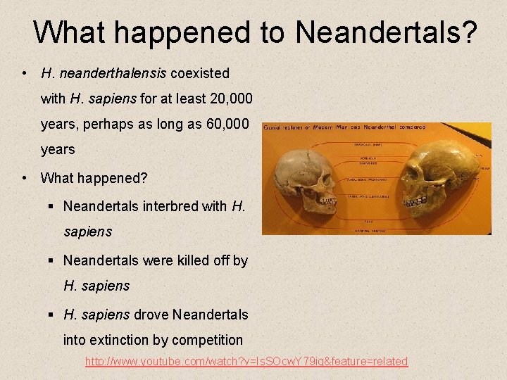 What happened to Neandertals? • H. neanderthalensis coexisted with H. sapiens for at least