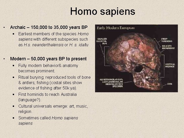 Homo sapiens • Archaic – 150, 000 to 35, 000 years BP § Earliest