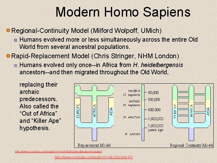 Modern Homo Sapiens Regional-Continuity Model (Milford Wolpoff, UMich) Humans evolved more or less simultaneously