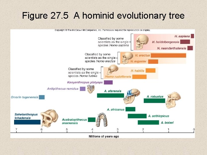 Figure 27. 5 A hominid evolutionary tree 