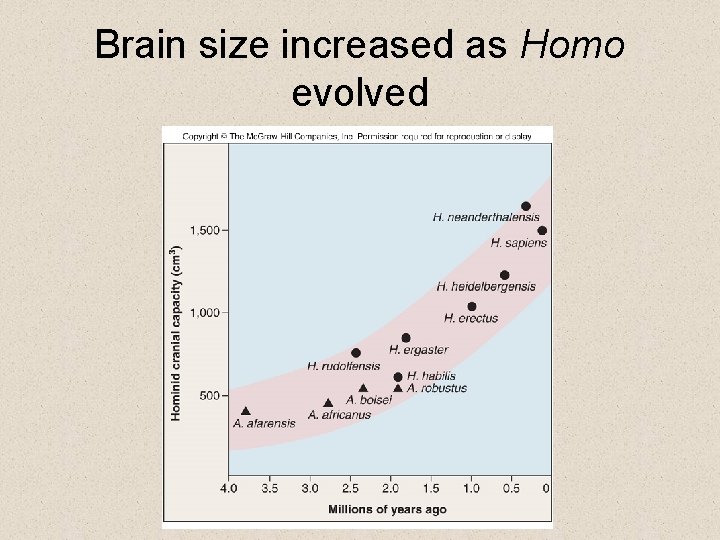 Brain size increased as Homo evolved 