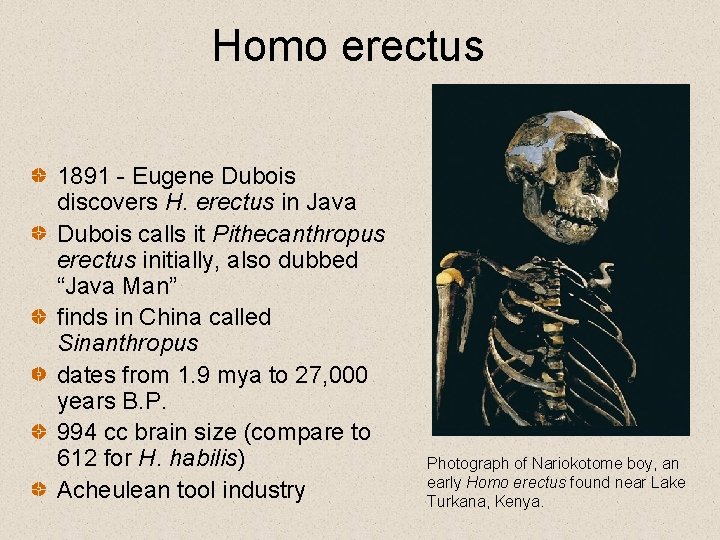 Homo erectus 1891 - Eugene Dubois discovers H. erectus in Java Dubois calls it