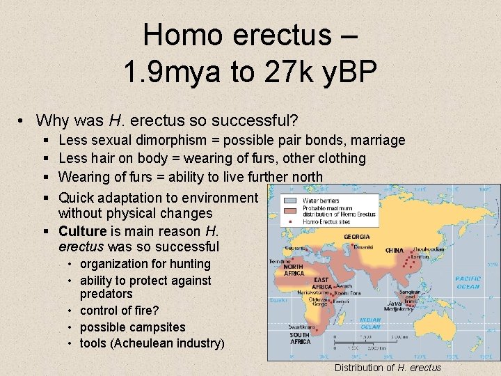 Homo erectus – 1. 9 mya to 27 k y. BP • Why was