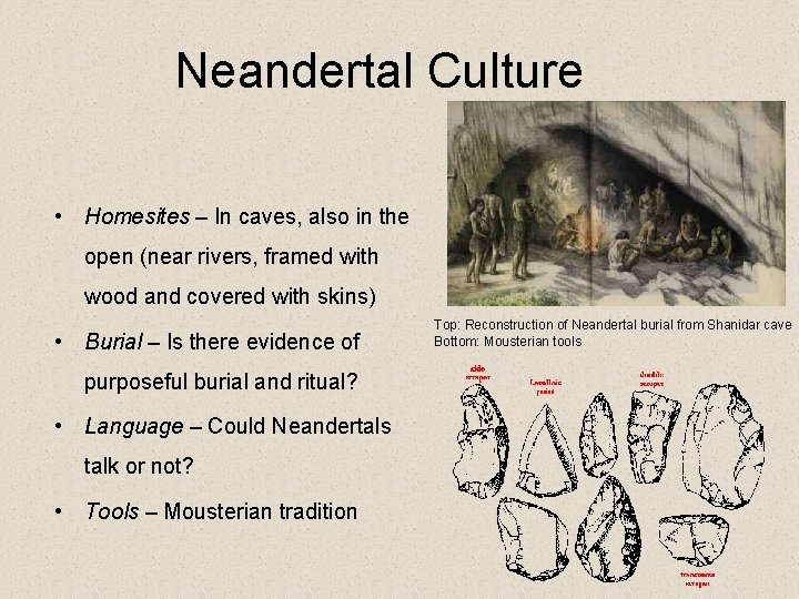 Neandertal Culture • Homesites – In caves, also in the open (near rivers, framed
