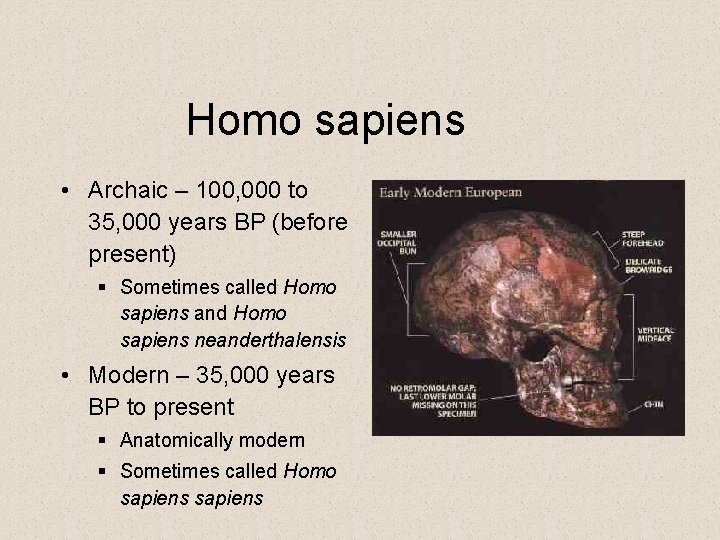 Homo sapiens • Archaic – 100, 000 to 35, 000 years BP (before present)