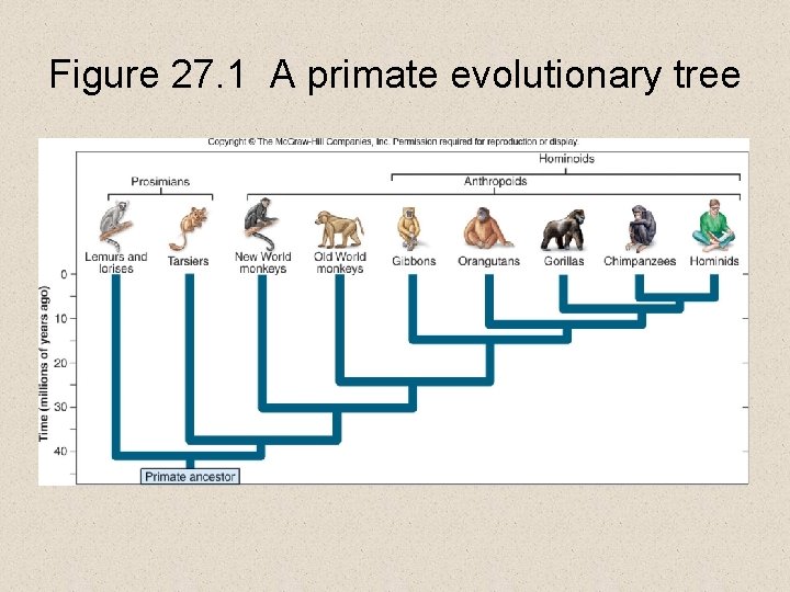 Figure 27. 1 A primate evolutionary tree 