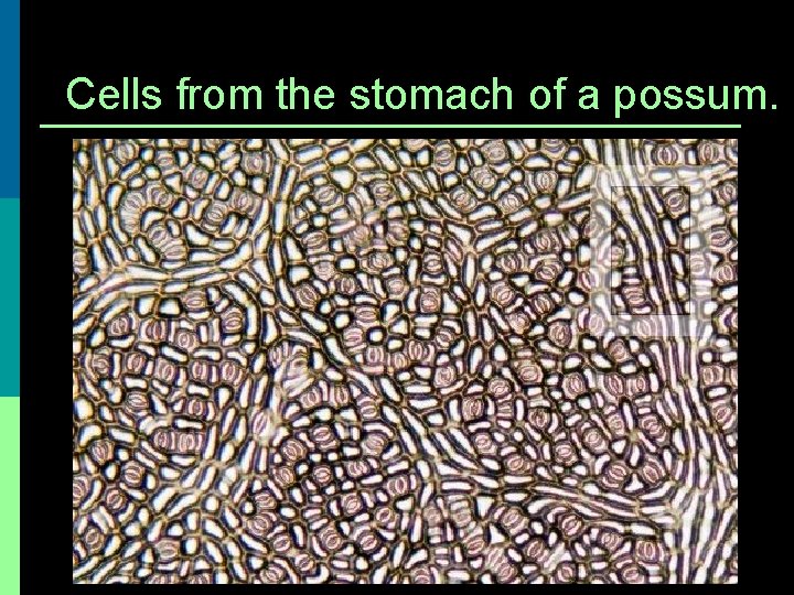 Cells from the stomach of a possum. 
