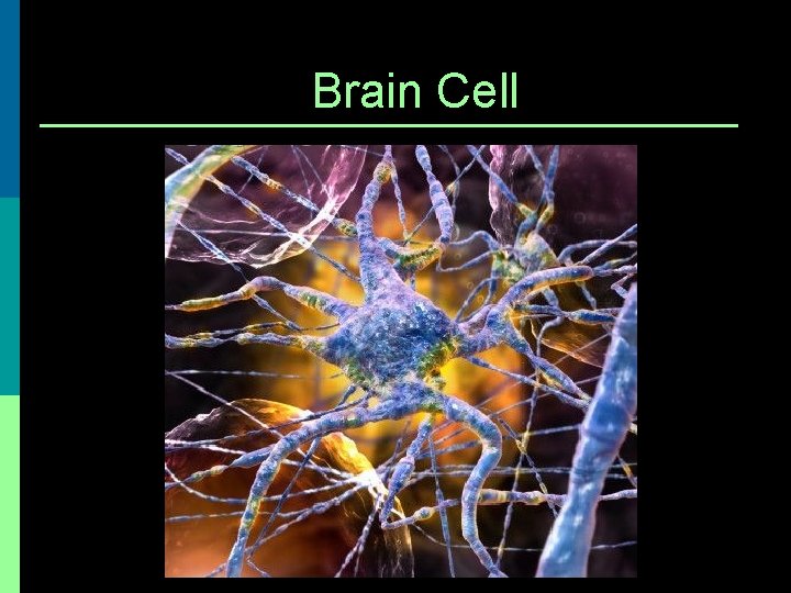 Brain Cell 