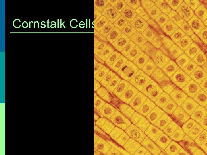 Cornstalk Cells 