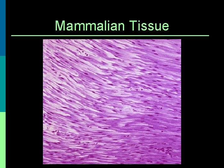 Mammalian Tissue 