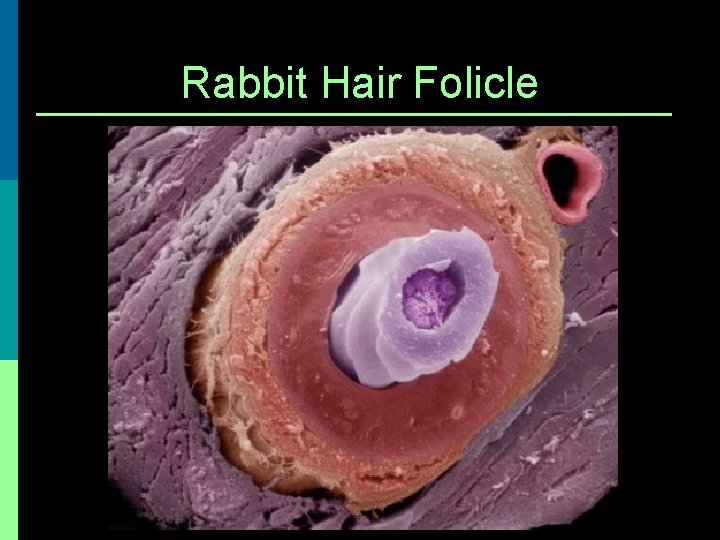 Rabbit Hair Folicle 