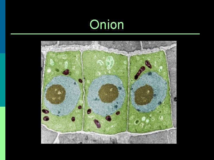 Onion 