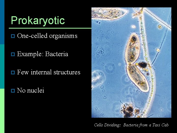 Prokaryotic p One-celled organisms p Example: Bacteria p Few internal structures p No nuclei