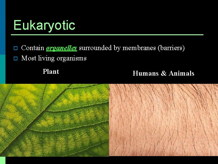 Eukaryotic p p Contain organelles surrounded by membranes (barriers) Most living organisms Plant Humans