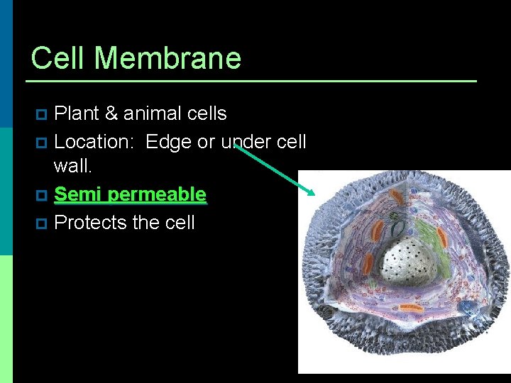 Cell Membrane Plant & animal cells p Location: Edge or under cell wall. p