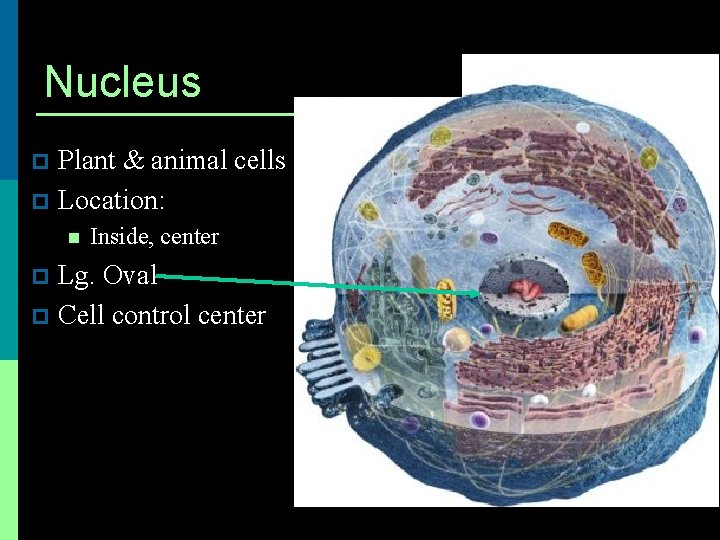 Nucleus Plant & animal cells p Location: p n Inside, center Lg. Oval p