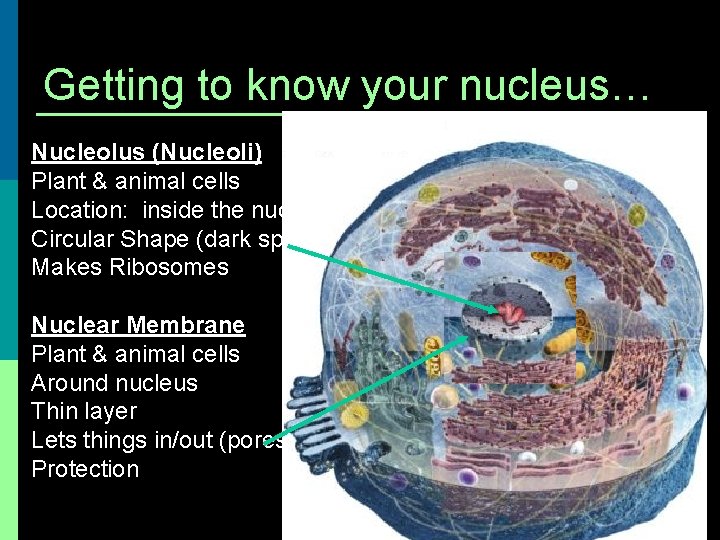 Getting to know your nucleus… Nucleolus (Nucleoli) Plant & animal cells Location: inside the