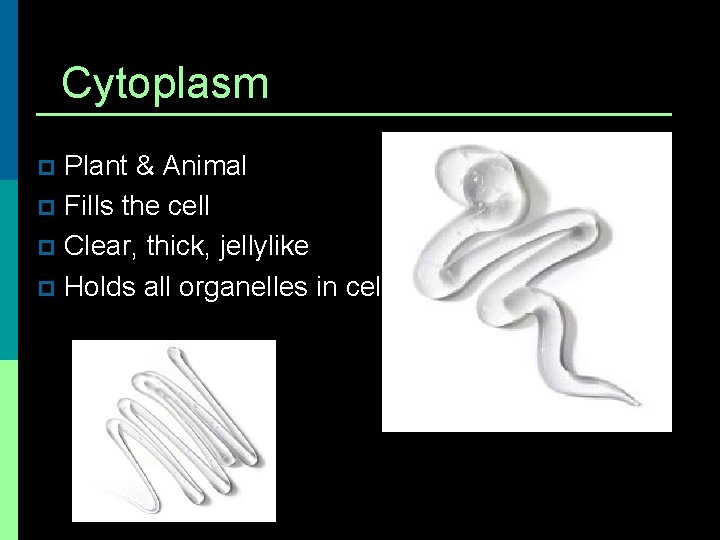 Cytoplasm Plant & Animal p Fills the cell p Clear, thick, jellylike p Holds