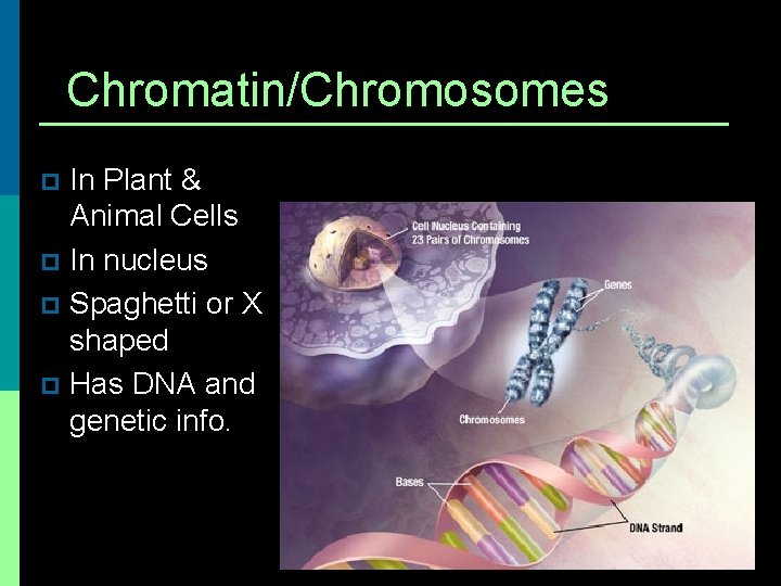 Chromatin/Chromosomes In Plant & Animal Cells p In nucleus p Spaghetti or X shaped