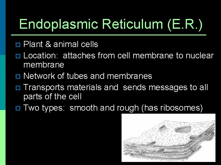 Endoplasmic Reticulum (E. R. ) Plant & animal cells p Location: attaches from cell