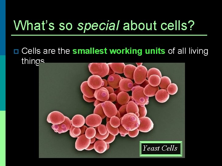 What’s so special about cells? p Cells are the smallest working units of all