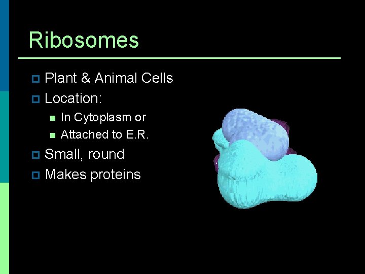 Ribosomes Plant & Animal Cells p Location: p n n In Cytoplasm or Attached