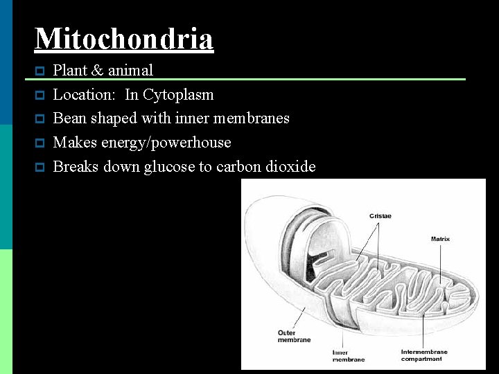 Mitochondria p p p Plant & animal Location: In Cytoplasm Bean shaped with inner