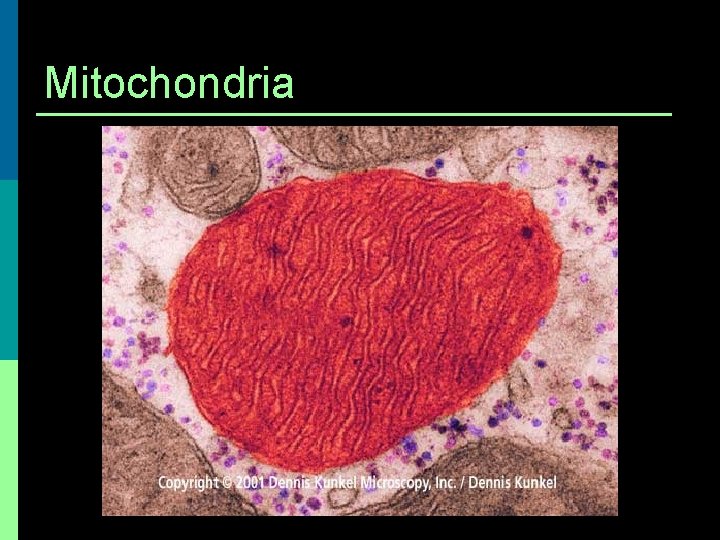 Mitochondria 