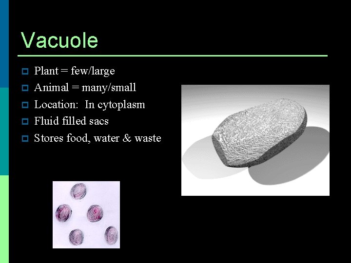 Vacuole p p p Plant = few/large Animal = many/small Location: In cytoplasm Fluid