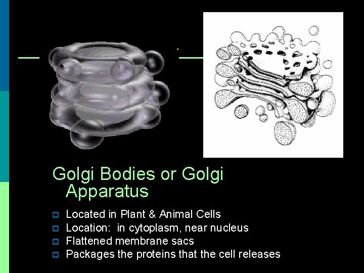 Golgi Bodies or Golgi Apparatus p p Located in Plant & Animal Cells Location: