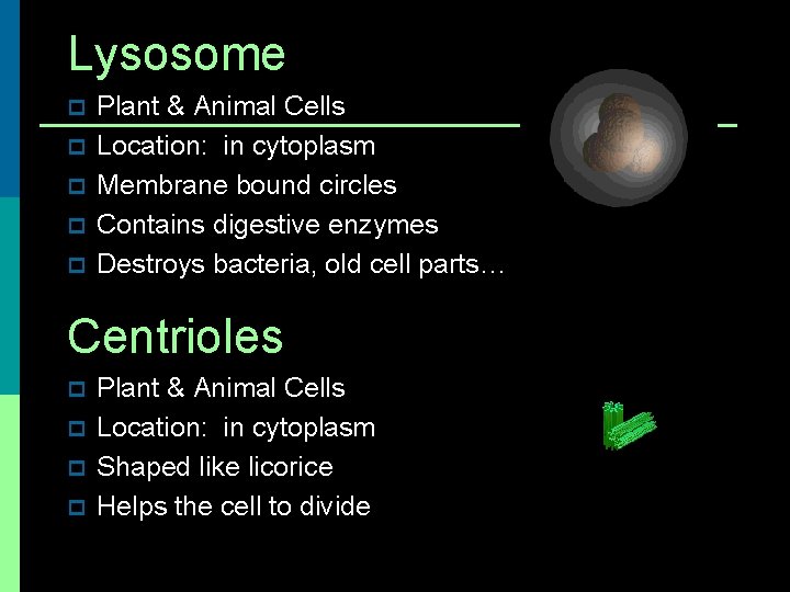 Lysosome p p p Plant & Animal Cells Location: in cytoplasm Membrane bound circles