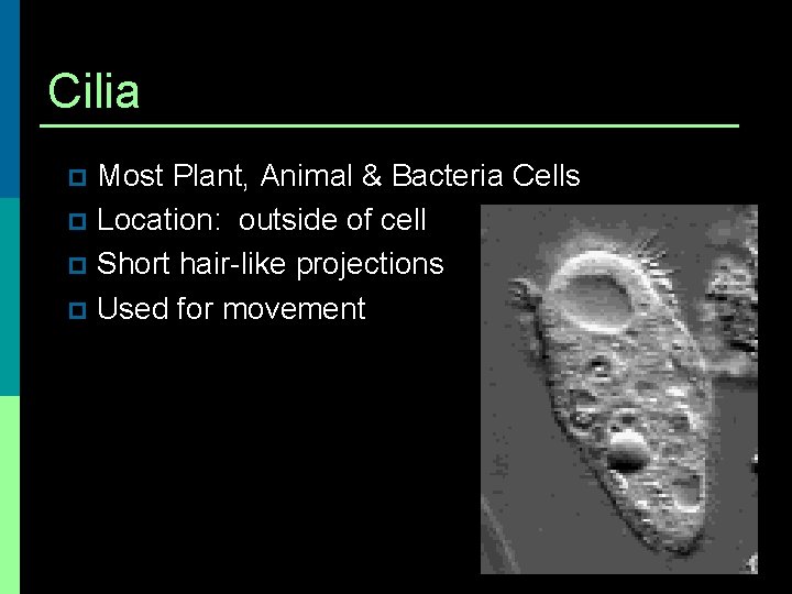 Cilia Most Plant, Animal & Bacteria Cells p Location: outside of cell p Short