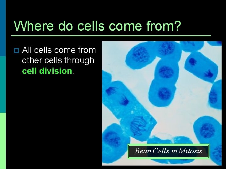Where do cells come from? p All cells come from other cells through cell