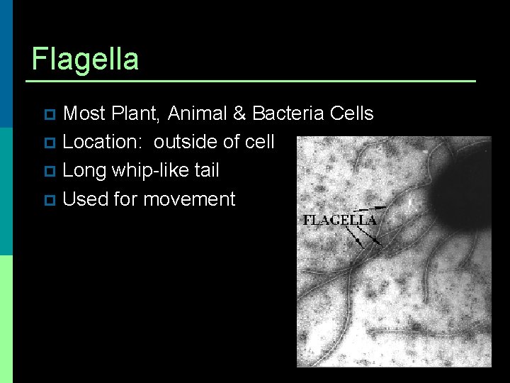 Flagella Most Plant, Animal & Bacteria Cells p Location: outside of cell p Long