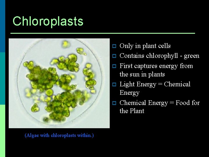Chloroplasts p p p (Algae with chloroplasts within. ) Only in plant cells Contains