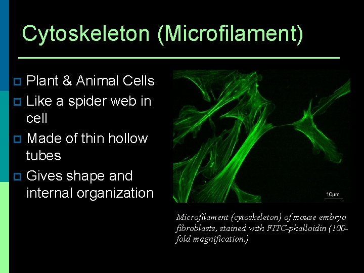 Cytoskeleton (Microfilament) Plant & Animal Cells p Like a spider web in cell p