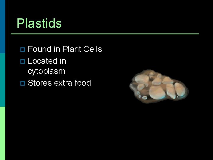 Plastids Found in Plant Cells p Located in cytoplasm p Stores extra food p