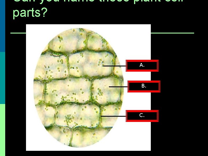 Can you name these plant cell parts? A. B. C. 