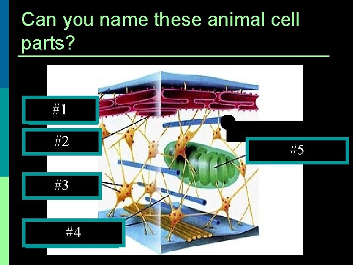 Can you name these animal cell parts? Cell Membrane #1 #2 Rough E. R.