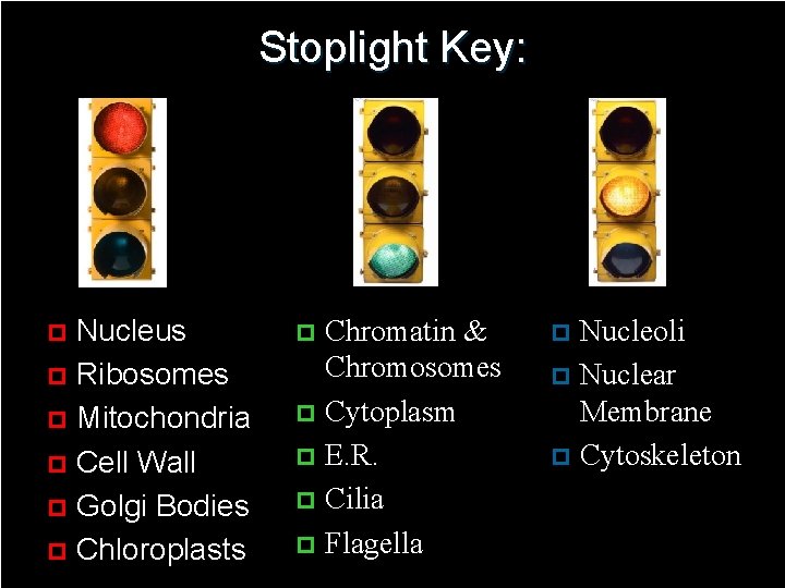 Stoplight Key: Nucleus p Ribosomes p Mitochondria p Cell Wall p Golgi Bodies p
