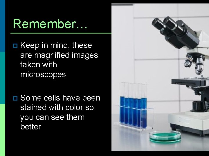 Remember… p Keep in mind, these are magnified images taken with microscopes p Some